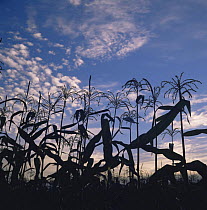 Field of Maize {Zea mays} of Bicolor variety at sunset, Massachusetts, USA
