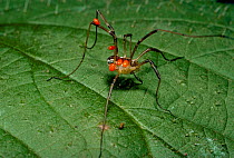 Harvestman / Daddy long legs {Mitopus mario} with Red spider mites. Scotland, UK  Alder leaf