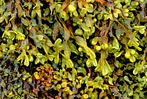 Twisted wrack seaweed {Fucus spiralis} Outer Hebrides, Scotland, UK
