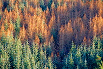 Mixed conifer plantation in winter - Norway spruce (green) + deciduous Larch (brown)  Perthshire, Scotland, UK