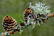 Larch - old cones with lichen and emerging spring leaves {Larix sp} Scotland, UK