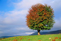 Rowan tree in autumn {Sorbus aucuparia} Scotland, UK. Inverness-shire