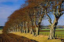 European beech trees planted as shelterbelt {Fagus sylvatica} Ayrshire, Scotland, UK