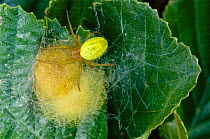Spider {Araniella sp} guarding egg sac on Oak leaf Scotland, UK