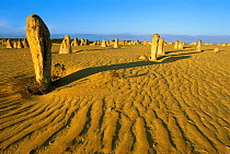 Pinnacles Desert at dawn Nambung NP, Western Australia Jan 2002
