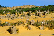 Pinnacles Desert Nambung NP,  Western Australia