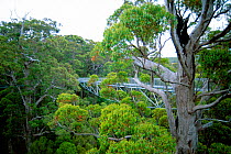 Canopy walkway through Eucalyptus forest, Valley of the Giants, Western Australia