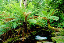 Soft tree fern {Balantium antarcticum} growing in montane forest Mt Field NP, Tasmania, Australia