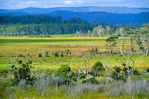 Eucalyptus forest and wetlands, near Mt Field NP + Maydena, Tasmania, Australia