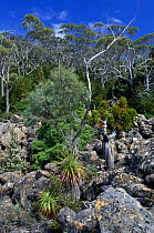 Rocky slopes with sub-alpine vegetation including Pandani {Richea pandanifolia} and King Billy Pine {Athrotaxis selaginoides} Mt Field NP, Tasmania Tasmania, Australia. Snowgum tree {Eucalyptus coccif...