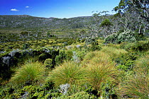 Subalpine landscape near Lake Dobson, Mt Field NP, Tasmania, Australia