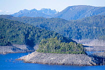 Lake Gordon (created 1972) low water mark shows flooded forest, created by dam in 1972.  Southwest NP, Tasmanian wilderness World Heritage area. February 2002.