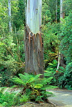 Swamp gum tree {Eucalyptus regnans} shedding bark Mt Field NP, Tasmania - tallest flowering plant in the world