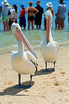 Australian pelicans on beach and tourists looking out to sea {Pelecanus conspicillatus} Shark Bay, Western Australia Monkey Mia