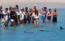 Tourists watch Bottlenosed dolphins in shallows. Monkey Mia, Shark Bay, Western Australia