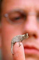 Tiny Dwarf chameleon on finger for scale {Brookesia therezieni} Madagascar