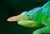 Chameleon head profile portrait {Brakypodion fischeri} East Africa