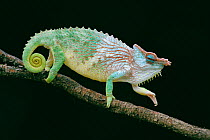 Chameleon walking along branch {Chamaeleo pfefferi} male Cameroon
