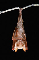 Epauletted bat roosting {Epomops buettikoferi} Komeo NP, Ivory Coast