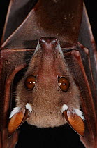 Epauletted bat head portrait {Epomops buettikoferi} Komeo NP, Ivory Coast