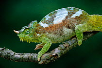 Four horned chameleon male {Chamaeleo quadricornis} Nigeria