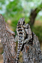 Texas spiny lizard {Sceloporus olivaceus} Texas, USA, North America