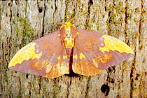 Imperial moth female on bark {Eacles imperialis} Florida, USA