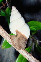 Florida tree snail {Liguus fasciatus} Key Largo, Florida, USA, North America