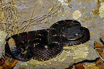 Arizona black rattlesnake {Crotalus viridis cerberus} Arizona, USA
