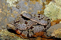 Banded rock rattlesnake {Crotalus lepidus klauberi} Arizona, USA