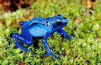 Blue poison arrow frog {Dendrobates azureus} occurs South America