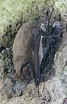 Brazilian free-tailed bat (Tadarida brasiliensis) roosting, West Florida, USA
