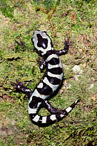 Marbled salamander {Ambystoma opacum} W Florida, USA, North America
