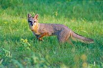 Eastern grey fox {Urocyon cineroargenteus} Florida, USA