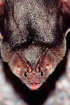 Common vampire bat portrait {Desmodus rotundus} Sonora, Mexico, Central America