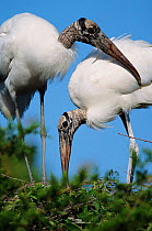 American wood ibis pair at nest {Mycteria americana} Everglades, Florida, USA, North America