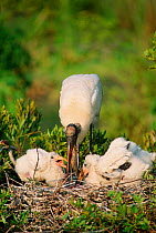 American wood ibis feeds fish to chicks in nest {Mycteria americana} Everglades, Florida, USA