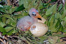 American wood ibis chicks hatching {Mycteria americana} Everglades, Florida, USA