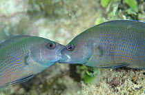 Male Brown dottyback fish engaged in territorial fight {Pseudochromis fuscus} Sulawesi