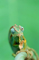 Two lined (Montane) chameleon {Chamaeleo biteniatus} one eye looking forward the other backwards