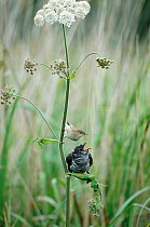Juvenile European cuckoo {Cuculus canorus} begging for food from 'parent' Reed warbler {Acrocephalus scirpaceus} UK