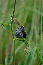 Juvenile European cuckoo {Cuculus canorus} fed by Reed warbler parent host {Acrocephalus scirpaceus}. Cuckoos lay their eggs in the nests of reed warblers and when they hatch, the warbler mother will...