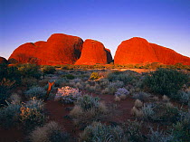Sunset on western section of domes of Kata Tjuta (Olgas) Uluru-Kata Tjuta NP Northern Territory, Australia