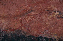 Aboriginal rock art, kangaroo X-ray style rock art Ubirr Art Site Kakadu NP, NT Australia