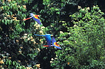 Mixed flock of Blue and yellow macaws (Ara ararauna) and Green winged macaw (Ara chloroptera) flying. South America
