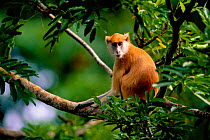 Patas monkey {Erythrocebus patas} occurs Africa