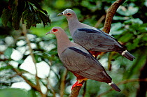 Pinon's imperial pigeons {Ducula pinon} occurs Indonesia