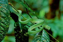 Temple / Wagler pitviper juvenile {Tropidolaemus wagleri} rainforest Sepilok FR, Sabah, Borneo, Malaysia
