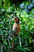 Proboscis monkey female {Nasalis larvatus} in tree, riverine forest. Sukau, Sabah, Borneo