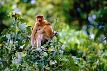 Proboscis monkey female + young in tree {Nasalis larvatus} in riverine forest. Sukau, Sabah, Borneo, Malaysia